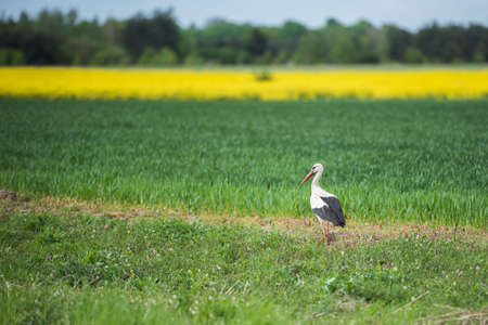 Stork walking on the field on a spring dayの写真素材