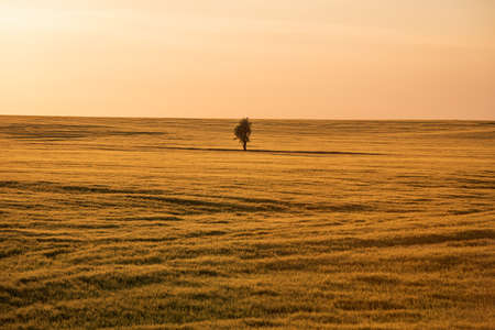 One tree on the field with afternoon sunlight.