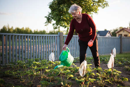 Old woman watering strawberry in the garden.の写真素材