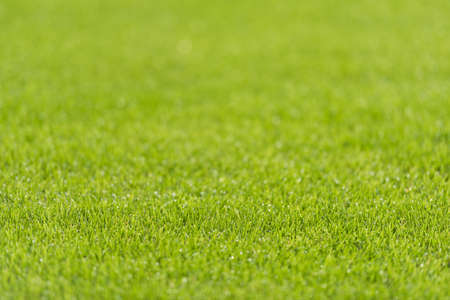 Beautiful lawn with morning dew on the sports fieldの写真素材