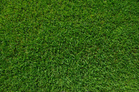 Beautiful wet natural grass on the sport pitchの写真素材