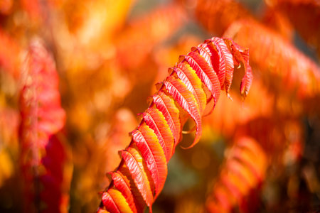 Red autumn leaves of sumac.の写真素材