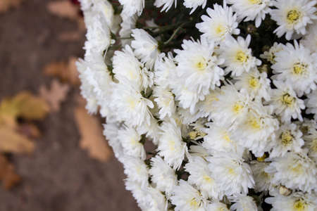 flowers, autumn, red and yellow, white and orange, flowers with a blurred background, autumn flower, flowers in a vase, different flowers, with leaves of trees Autumn flowers, autumの写真素材