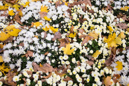 flowers, flowers, flowers, autumn, red and yellow, white and orange, flowers with a blurred background, autumn flower, flowers in a vase, different flowers, with leaves of trees Autumn flowers, autumの写真素材