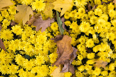 flowers, flowers, flowers, autumn, red and yellow, white and orange, flowers with a blurred...