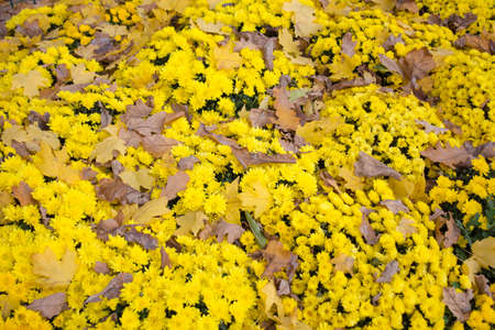 flowers, flowers, flowers, autumn, red and yellow, white and orange, flowers with a blurred background, autumn flower, flowers in a vase, different flowers, with leaves of trees Autumn flowers, autumの写真素材