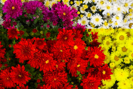 flowers, flowers, flowers, autumn, red and yellow, white and orange, flowers with a blurred...