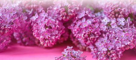 lilac aroma. Pink and lilac tones. your text. Banner. copyspaceの写真素材