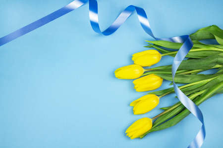 Tulips in a field of tulips. Bright tulips. Beautiful tulips in spring time. Colorful tulips flower in the garden. Beautiful tulips on a blue background. copy spaceの写真素材