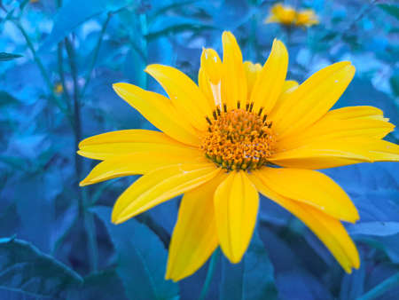 Yellow flower. Flower in garden at sunny summer or spring day. Flower for postcard beauty decoration and agriculture concept design. の写真素材