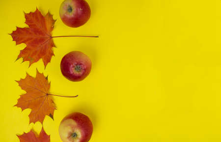 Autumn still life. Yellow background with maple autumn leaves and apples. Autumn seasonal...