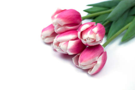Pomegranates isolated on white. Big Ripe Red Pomegranate. Pomegranate isolated on a white background. Isolate View from above. Banner copyspaceの写真素材