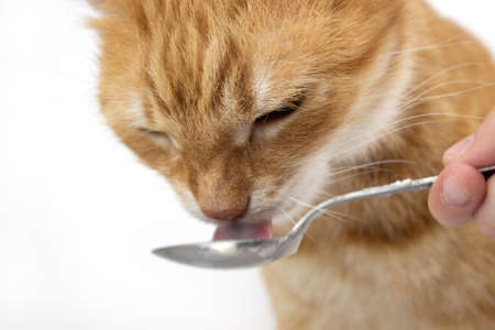 Ginger cat looks into the camera. Pictures of cats, cute cat, drawings of cats. Russian ginger cat with eating from a spoon. isolate. copyspace.の写真素材