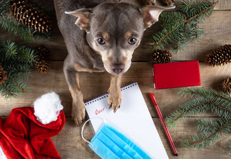 Letter to Santa dog. Dear Santa. Letter to Santa Claus. Santa Claus Wish List. Believe in miracles. Chihuahua. The dog looks into the camera. Copy spaceの写真素材