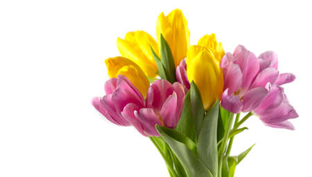 Tulips in a field of tulips. Bright tulips. Colorful tulips flower in the garden. Three beautiful...