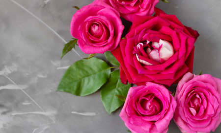 Beautiful rose flower in the garden. Rose flower background. Rose flower texture. Beautiful rose. Roses in a tropical garden. Colorful rose flower. Bouquet of roses. Red Rose.の写真素材