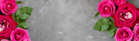 Beautiful rose flower in the garden. Rose flower background. Rose flower texture. Beautiful rose. Roses in a tropical garden. Colorful rose flower. Banner. Copy spaceの写真素材