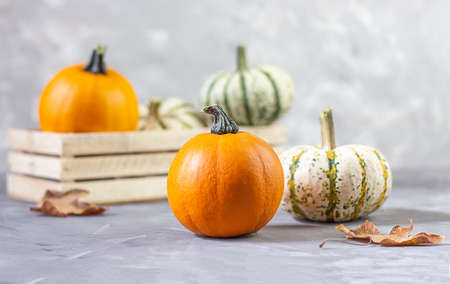 Fresh beautiful pumpkins. Traditional Dinner Thanksgiving. Copy spaceの写真素材