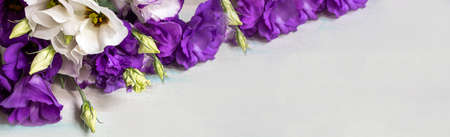 spring flower lisianthus. Purple spring lisianthus flower blooming in spring garden. Lisianthus flower. colorful flower. Banner. Place for textの写真素材