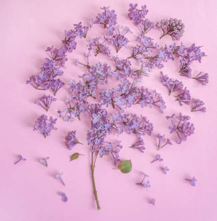 lilac aroma. lilac flowers. Pink and lilac tones.の写真素材