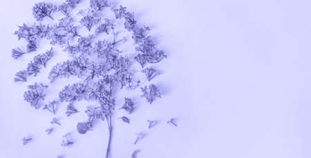 lilac aroma. lilac flowers. Pink and lilac tones. copyspaceの写真素材