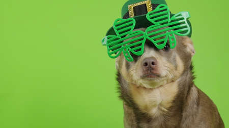 dog in a leprechaun sits on a green background. Dog with Patricks glasses. Chihuahua in glasses. St.Patrick s Day. 4Kの写真素材