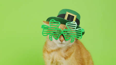 Red cat wearing a cap in a leprechaun sits on a green background. The cat in Patricks glasses. St.Patrick s Day. 4Kの写真素材