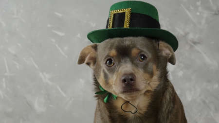 Patricks day. A dog in a leprechaun hat sits on a gray background. Chihuahua in Patricks hat. St.Patrick s Day. 4Kの写真素材