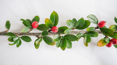 Festive winter flower arrangement. Happy new year border with fir tree branches and holly berriesの写真素材