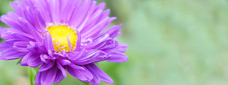 Lisianthus flower. Purple spring lisianthus. Flower garden. flower at spring day. flower decoration. flower for design. flower in tropical garden. Banner. copy spaceの写真素材