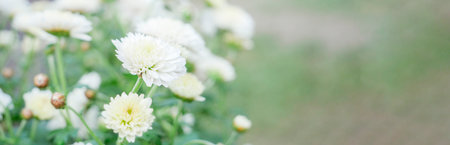chrysanthemum flower. flower garden. flower at spring day. colorful flower. flower decoration. flower for design. beautiful flower. flower in tropical garden. Banner. copy spaceの写真素材