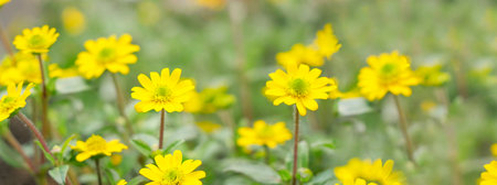 flower yellow flower garden. flower at spring day. beautiful flower. Banner. copy spaceの写真素材