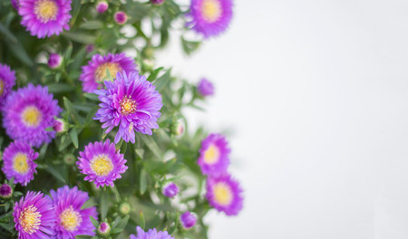 Lisianthus flower. Flower garden. flower at spring day. colorful flower. flower decoration. flower for design. Banner. copy spaceの写真素材