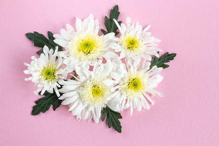 Chrysanthemum flower. flower garden. flower at spring day. colorful flower. flower decoration. flower for design. Banner. copy spaceの写真素材