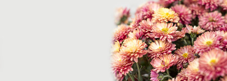 Chrysanthemum flower. flower garden. flower decoration. flower for design. Banner. copy spaceの写真素材