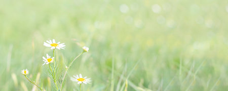 white flower. flower garden. flower on a spring day. Banner. copy spaceの写真素材