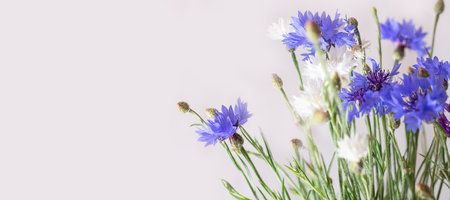 blue white flower. flower garden. flower at spring day. colorful flower. Banner. copy spaceの写真素材