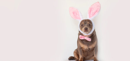 Cute Dog Wearing Bunny Ears, Easter Pet Portrait with Copy Spaceの写真素材