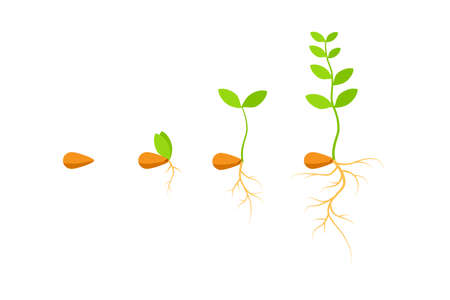 Process seed growing