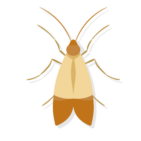 Meal moth. Pest control clip art isolated on white background