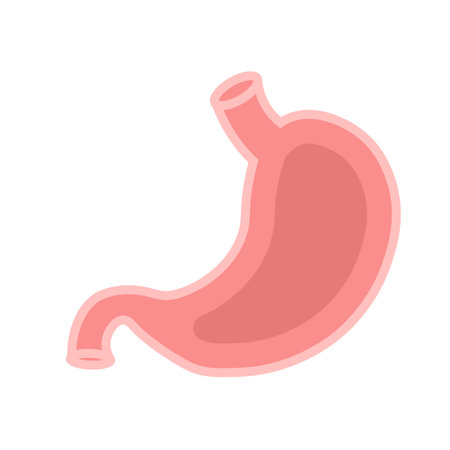 Stomach simple icon. Medical clipart isolated on white backgroundのイラスト素材