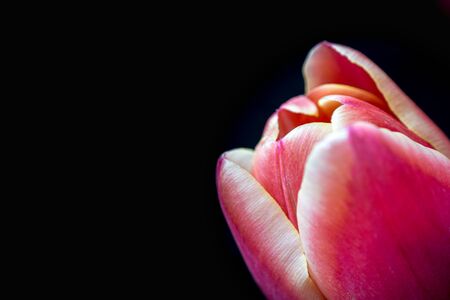 abstract background made with tulip macro detailの写真素材