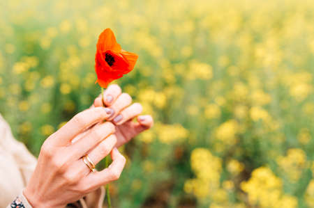 poppy flower on the hands of a young womanの写真素材