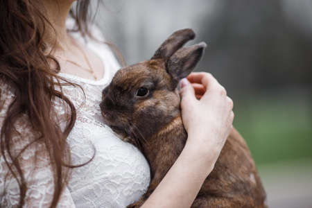 Beautiful girl in a white dress holding a gray (brown) rabbit, cute rabbit, environment cute animals.の写真素材
