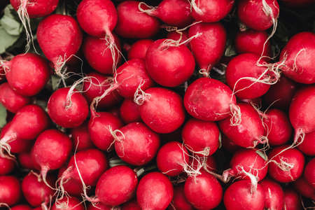 Red radish spread out on the table closeupの写真素材