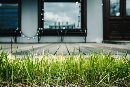 First grass on a wooden backgroundの写真素材