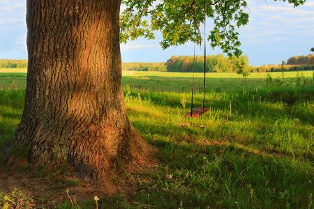A swing on a tree in a village in the summer. Sunny day of green nature outdoor swing on big tree on villageの写真素材