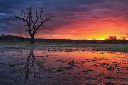 A colorful sunset over lake with bright sky and lonely old tree. Landscape of beautiful nature at sunset.の写真素材
