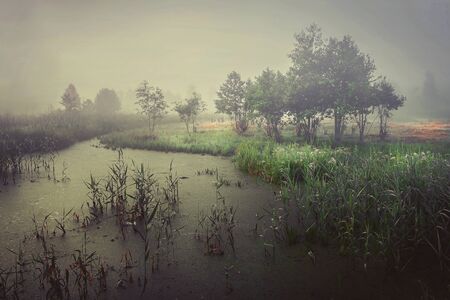 Cold autumn on marsh in foggy gray morning. Autumn landscape of wildlife on river. Trees in fog and bad cloudy weather. Sentimental melancholic landscape of cold morning on swamp.の写真素材