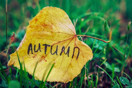 Yellow leaf with inscription AUTUMN on background of green grass. Autumn concept. The end of summer, beginning of autumn. Abstraction by autumnの写真素材